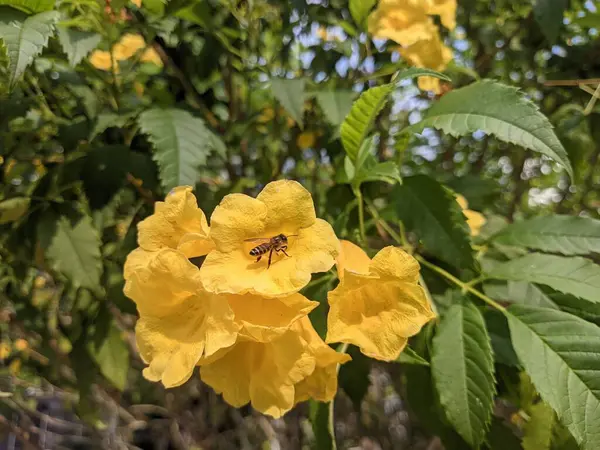 Tecoma stans güzel trompet şekilli çiçekler, yaygın olarak Sarı Çanlar olarak bilinir, Sarı Trompet, ya da Sarı Yaşlı bahçede