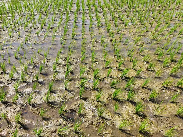 yeşil pirinç tarlada