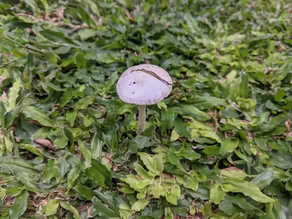 Ormandaki beyaz mantarların yakın plan çekimi.