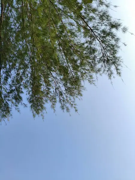 Ormandaki ağaç dalları berrak gökyüzüne karşı