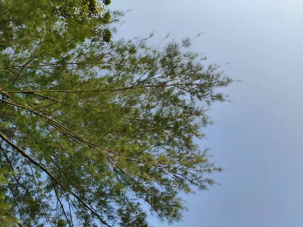 Bulutlu Mavi Gökyüzünün Altında Gökyüzüne uzanan Ağaç