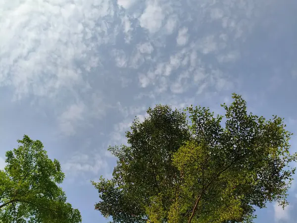 Bulutlu Mavi Gökyüzünün Altında Gökyüzüne uzanan Ağaç