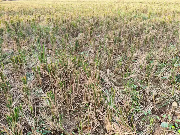 Sakallı pirinç tarlası, merkez java, Endonezya.