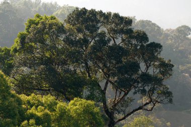 Kerala, Hindistan 'daki yeşil orman, sürdürülebilirlik konsepti, büyük ağaçlar, batı ghatlarındaki doğa güzelliği.