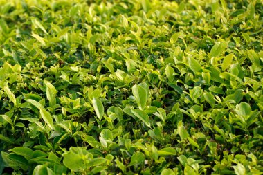 Munnar Kerala 'daki bir dağ çiftliğinde taze taze çay yaprakları. Yaklaş.