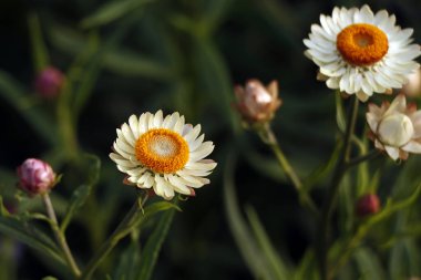 Xerochrysum bracteatum, Asteraceae familyasından Avustralya 'ya özgü bir çiçek bitkisidir. Munnar' da görülür.