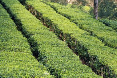 Munnar Kerala 'da sisli vadisi olan güzel bir çay bahçesi.