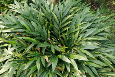 Yakından kakule çalısı manzarası.