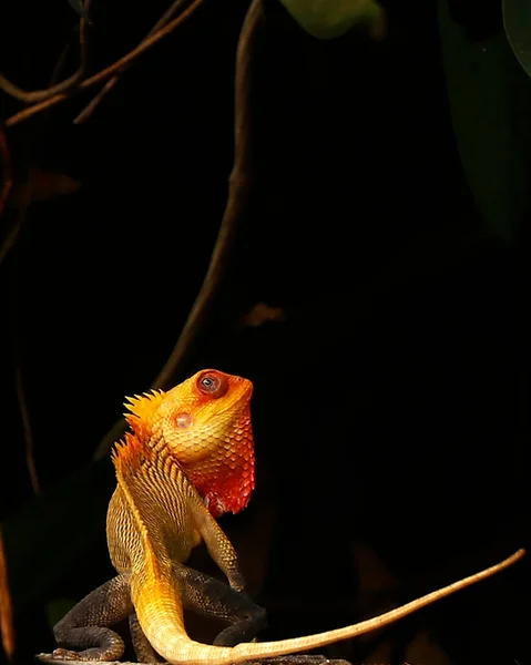 도마뱀을 가까이 수있는 색깔의 — 스톡 사진