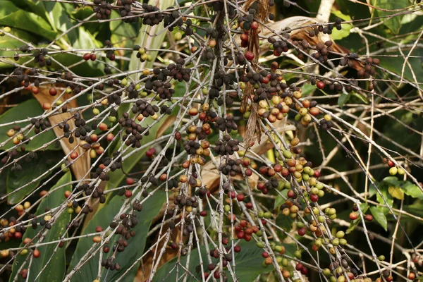 Koffieplant Met Rijpe Bonen Klaar Kerala Oogsten — Stockfoto