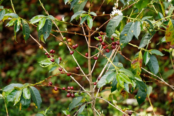 Φυτό Καφέ Ώριμα Φασόλια Έτοιμα Για Συγκομιδή Κεράλα — Φωτογραφία Αρχείου