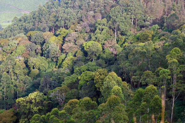 stock image beautiful thick forest and mountain in kerala from top view