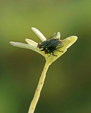 Çiftleşen ev sinekleri (Helina evecta), seçici odak, makro fotoğraf