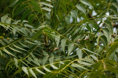 Azadirachta indica (Neem, nimtree veya Hint leylağı olarak da bilinir), Meliaceae familyasından bir ağaçtır..