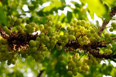 Phyllanthus acidus, bilinen adıyla Otaheite Bektaşi üzümü, Malay Bektaşi üzümü, Tahiti Bektaşrası üzümü, Yıldız Bektaşi üzümü, Yıldızüzümü, Arbari, Batı Hindistan Bektaşi Üzümü, veya basitçe Bektaşi Üzümü.