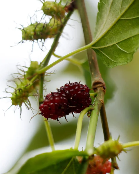 Ώριμα Φρούτα Μουριάς Φυτά Έτοιμα Για Συγκομιδή — Φωτογραφία Αρχείου