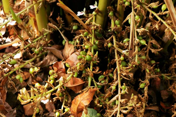 Groene Onrijpe Kardemom Peulen Plant Kerala India Derde Duurste Specerij — Stockfoto