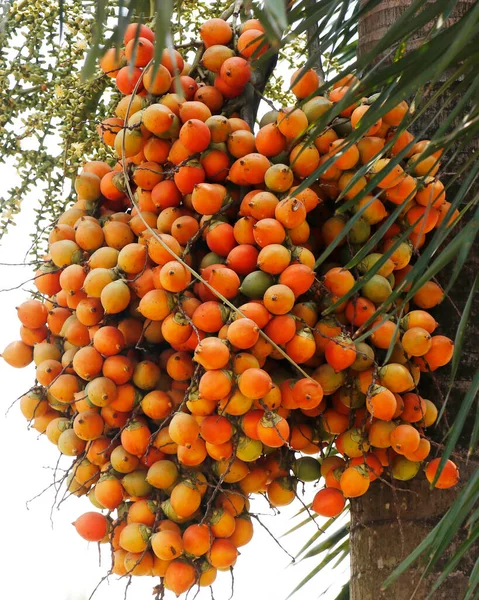 Areca Catechu Gewone Namen Areca Notenpalm Betelnoot Palm Indiase Noot — Stockfoto