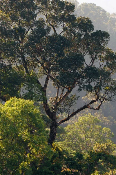 Grön Skog Kerala India Hållbarhetskoncept Stora Träd Naturskönhet Västerländska Ghats — Stockfoto