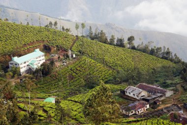 Munnar Kerala kırsalında sisli dağ vadisi olan güzel bir çay bahçesi.