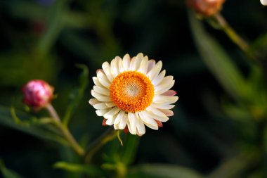 Xerochrysum bracteatum, Asteraceae familyasından Avustralya 'ya özgü bir çiçek bitkisidir. Munnar' da görülür.