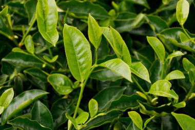 Munnar Kerala 'daki bir dağ çiftliğinde taze taze çay yaprakları. Yaklaş.