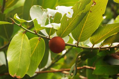 Diospyros peregrina (EBENACEAE) yaygın isimleri Gaub persimon, Indian persimon, Malabar Ebony, Gaab veya Gabtree, Riber Ebony, Wild Mangosteen Panachi, Panachi, Panancha, Vananji.