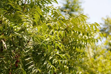 Azadirachta indica (Neem, nimtree veya Hint leylağı olarak da bilinir), Meliaceae familyasından bir ağaçtır..