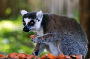 Halka kuyruklu lemur (Lemur catta), uzun, siyah ve beyaz halkalı kuyruğundan dolayı en çok tanınan lemurdur. Lemuridae 'ye ait.
