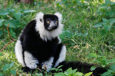 Lemurlar Strepsirrhini alt sınırına ait primatlardır. Diğer strepsirren primatları gibi, loris, pottos ve galaksiler gibi. Maymun ve maymuna benziyor.