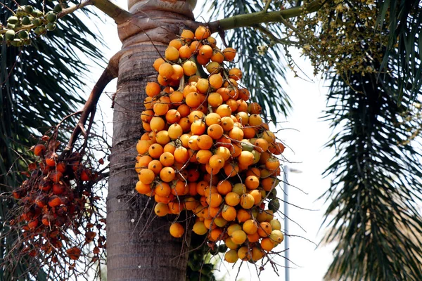 Areca Catechu Nazwa Zwyczajowa Areca Nut Palm Betel Nut Palm — Zdjęcie stockowe