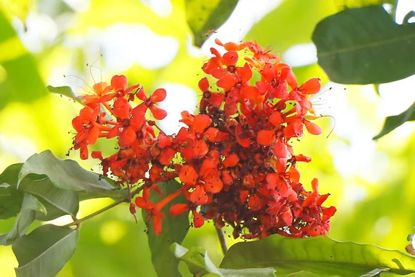 Saraca Asoca Commonly Known Ashoka Tree State Flower Indian State — Stock Photo, Image