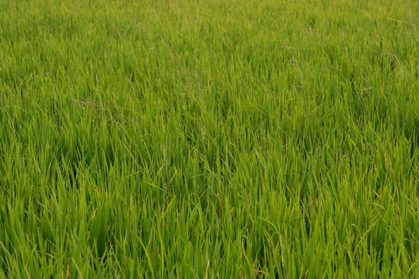 Reisfeld Gelbe Reisfelder Auf Dem Feld Bereit Für Die Ernte — Stockfoto