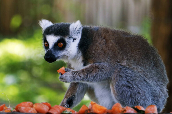 ring-tailed lemur (Lemur catta) is a large strepsirrhine primate and the most recognized lemur due to its long, black and white ringed tail. It belongs to Lemuridae