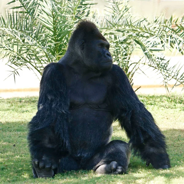 Prata Apoiado Gorila Masculino Sentado Campo Grama — Fotografia de Stock