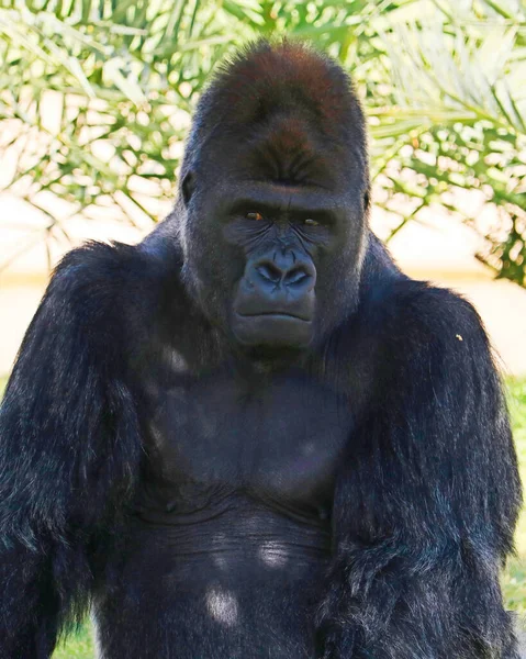 Argenté Gorille Mâle Obtient Portrait Assis Sur Jour Ensoleillé — Photo