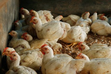 Beyaz ızgara tavuk et işi için kafeste.