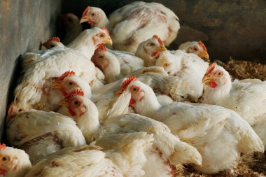 Beyaz ızgara tavuk et işi için kafeste.