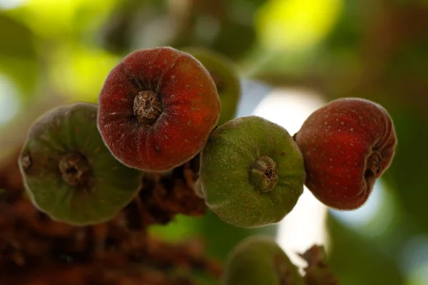 Bosjes Verse Biologische Vijgenvruchten Een Boom Een Eetbare Vrucht Van — Stockfoto