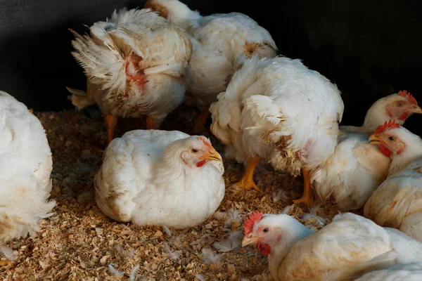 stock image white broiler chicken in a cage for meat business