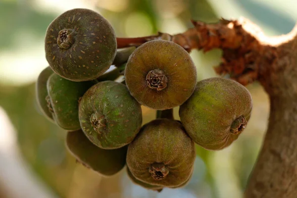 Grappes Figues Fraîches Biologiques Dans Arbre Est Fruit Comestible Ficus — Photo