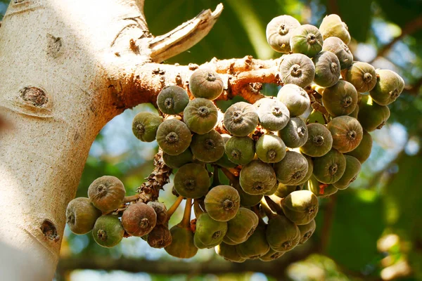 Bosjes Verse Biologische Vijgenvruchten Een Boom Een Eetbare Vrucht Van — Stockfoto