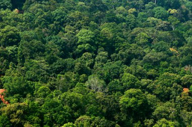 Kerala Hindistan 'ın batı ghatlarının tepesinden yoğun yağmur ormanı manzarası