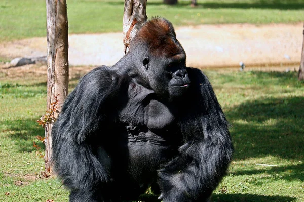 Silverback Gorila Macho Recebe Retrato Sentado Dia Ensolarado — Fotografia de Stock