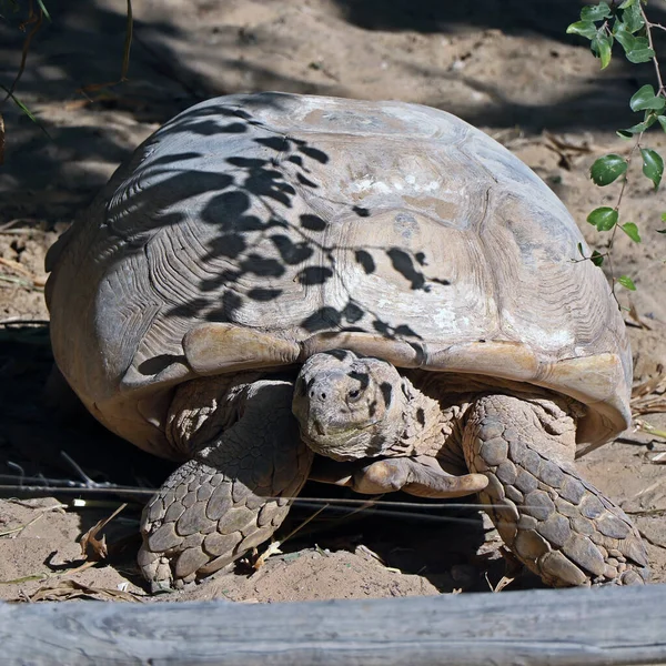 갈라파고스큰 거북은 거북의 일종이다 — 스톡 사진
