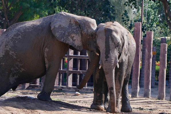 stock image african elephant playing with water and sands in zoo