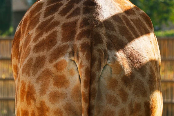 Belle Texture Peau Girafe Marron Avec Des Lignes Blanches — Photo