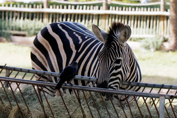 Zebras Subgênero Hippotigris São Equinos Africanos Com Distintivos Casacos Listrados — Fotografia de Stock
