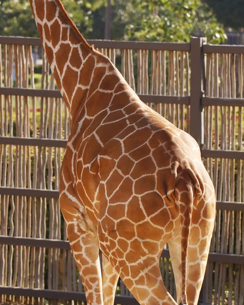 Mooi Bruin Giraffe Lichaam Huidtextuur Met Witte Lijnen — Stockfoto