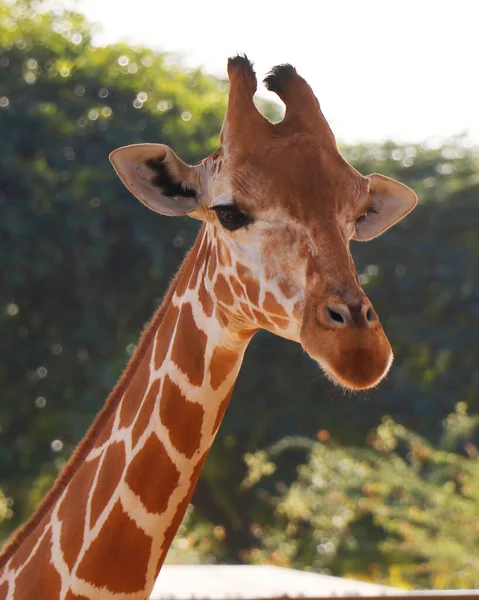 Portrait Girafe Headshot Isolé Avec Arrière Plan Nature Gros Plan — Photo